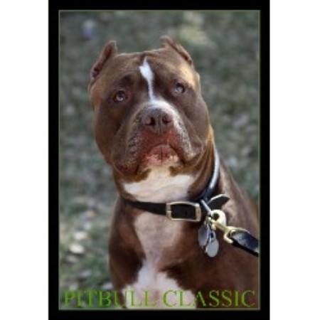 American Pit Bull Terrier Breeder in Mesa, Arizona