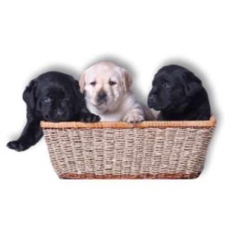 Labrador Retriever Breeder in Andalusia, Alabama
