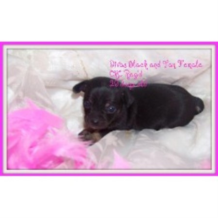 Chihuahua Breeder in Markerville, Alberta