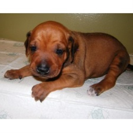 Rhodesian Ridgeback Breeder in Belton, Missouri