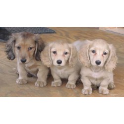 Dachshund Breeder in Cleveland, Georgia