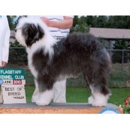 Old English Sheepdog Breeder in Parks, Arizona