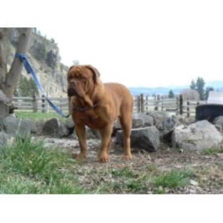 Dogue+de+bordeaux+puppies+for+sale+in+texas