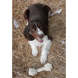 English Springer Spaniel Stud in Virginia