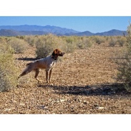 Brittany Breeder in Surprise, Arizona