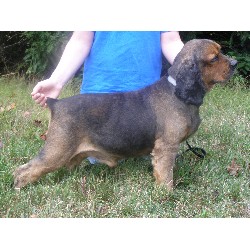 American Cocker Spaniel Stud in Ohio