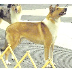 Collie Stud in Quebec