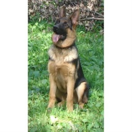 german shepherd breeders michigan german shepherd breeder in roscommon michigan german shepherd breeders michigan german shepherd breeder in roscommon michigan
