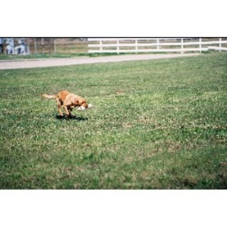 Labrador Retriever Breeder in Baytown, Texas