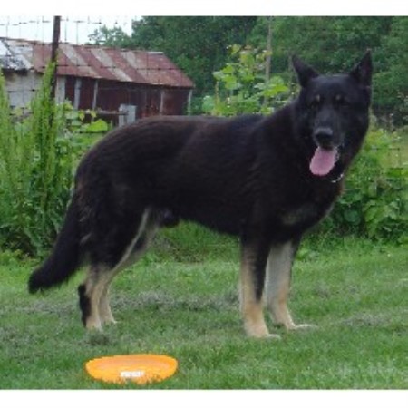 black german shepherd puppies illinois oversize akc german shepherd puppies due solid white black silver breeds picture black german shepherd puppies illinois oversize akc german shepherd puppies due solid white black silver breeds picture