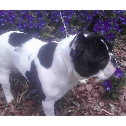 French Bulldog Stud in Georgia