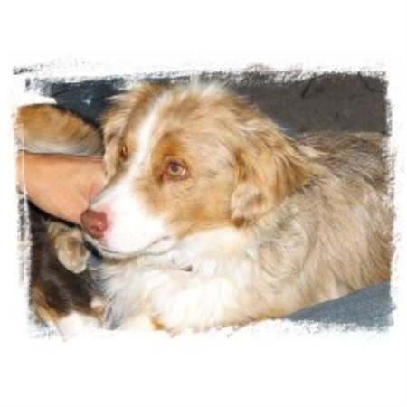 australian shepherd puppies idaho idaho aussies miniature australian shepherd breeder in hamer idaho listing id 16975 australian shepherd puppies idaho idaho aussies miniature australian shepherd breeder in hamer idaho listing id 16975