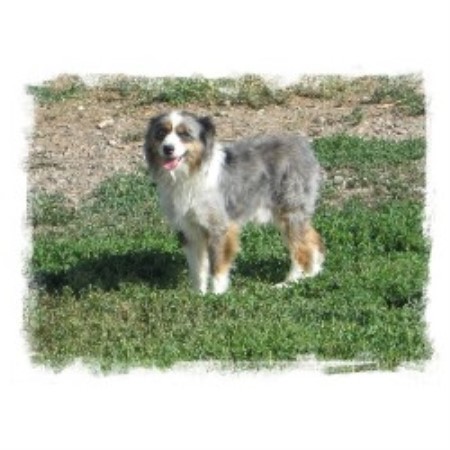 australian shepherd puppies idaho australian shepherd breeder idaho breeds picture australian shepherd puppies idaho australian shepherd breeder idaho breeds picture