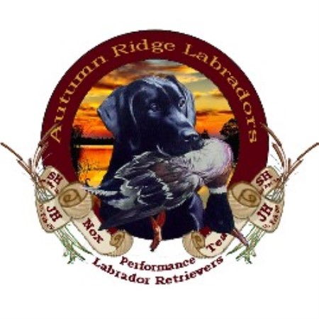 Labrador Retriever Breeder in Alanson, Michigan