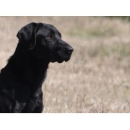 free lab puppies in michigan autumn ridge labradors labrador retriever breeder in alanson michigan free lab puppies in michigan autumn ridge labradors labrador retriever breeder in alanson michigan
