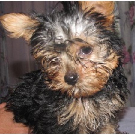 yorkie rescue virginia yorkie breeders in virginia picture breeds picture yorkie rescue virginia yorkie breeders in virginia picture breeds picture