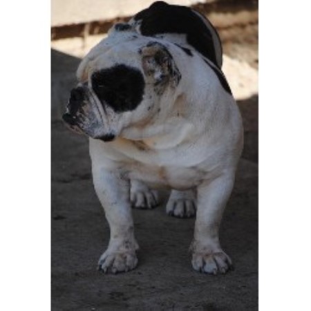 English Bulldog Breeder in San Diego, Ca, California