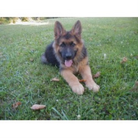 german shepherd breeders in pa rock german shepherds german shepherd breeder in gap pennsylvania listing german shepherd breeders in pa rock german shepherds german shepherd breeder in gap pennsylvania listing
