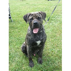 Perro De Presa Canario Stud in Michigan