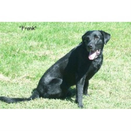 Labrador Retriever Breeder in New Bloomfield, Missouri