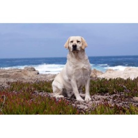 Labrador Retriever Breeder in Bucyrus, Missouri