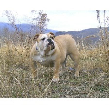 English Bulldog Breeder in Kamloops , British Columbia