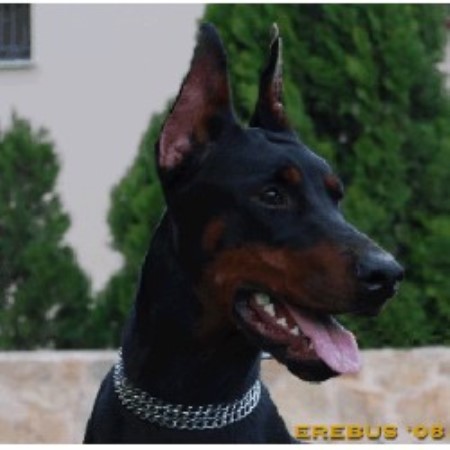 puppies athens ga erebus dobermanns doberman pinscher breeder in athens puppies athens ga erebus dobermanns doberman pinscher breeder in athens