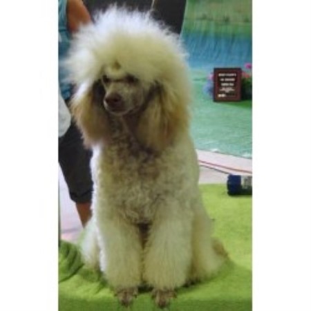 Poodle Miniature Breeder in St-Mathieu De Laprairie, Quebec