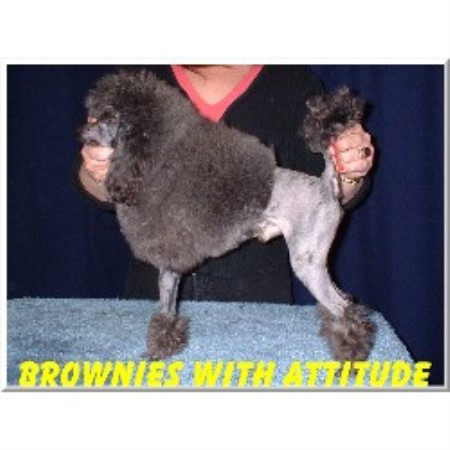 Poodle Toy Breeder in St-Mathieu De Laprairie, Quebec