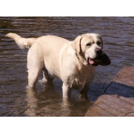 Labrador Retriever Breeder in Blountville, Tennessee