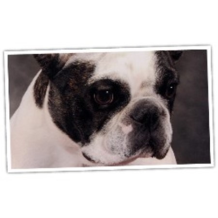 French Bulldog Breeder in Lockport, New York