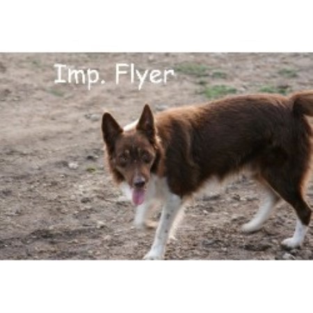 Border Collie Breeder in Spring Branch, Texas