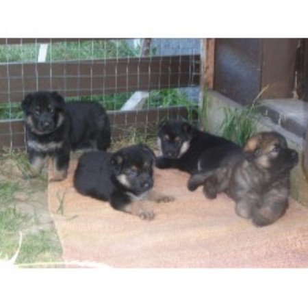 German Shepherd Dog Breeder in 100 Mile House B.C., British Columbia