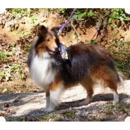 Shetland Sheepdog Breeder in Travelers Rest, South Carolina