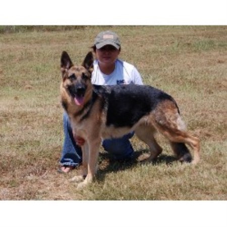 german shepherd puppies okc buckner s german shepherd dogs german shepherd breeder in bennington oklahoma german shepherd puppies okc buckner s german shepherd dogs german shepherd breeder in bennington oklahoma