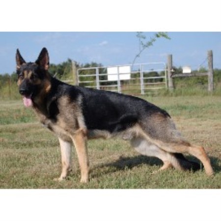 German Shepherd Dog Breeder in Bennington & Durant, Oklahoma