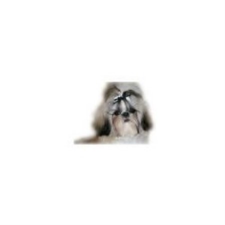 Shih+tzu+puppies+for+sale+in+riverside+county