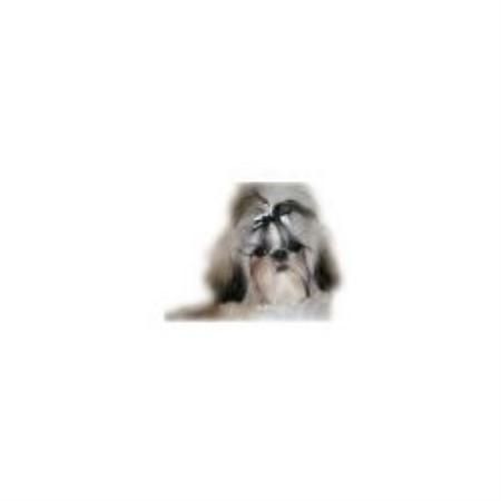 Shih Tzu Breeder in San Jose, California