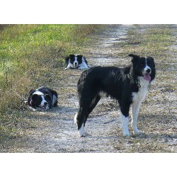 Border Collie Breeder in Poplarfield, Manitoba