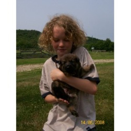 German Shepherd Dog Breeder in Henniker, New Hampshire