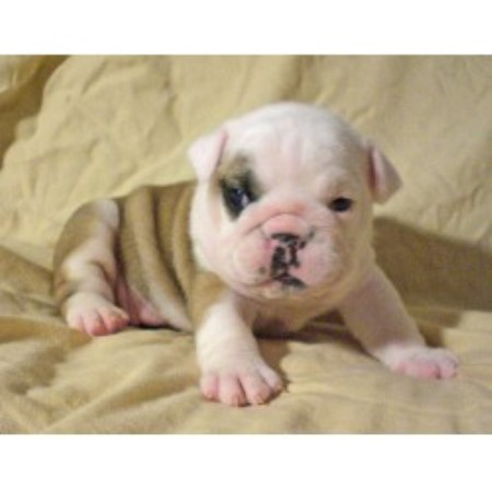 English Bulldog Breeder in Lexington, South Carolina