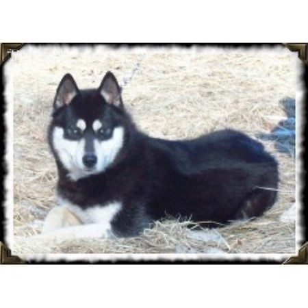 Siberian Husky Breeder in Upper Marlboro, Maryland