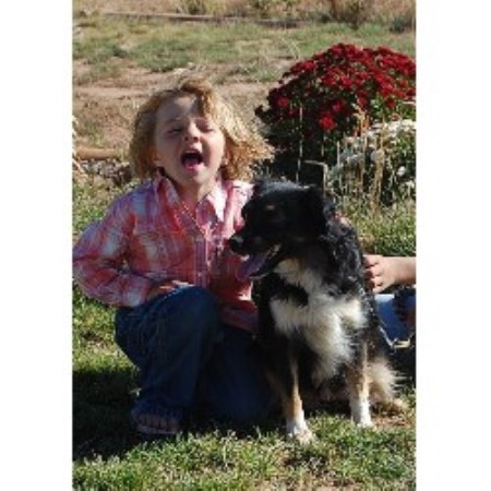 Miniature Australian Shepherd Breeder in Cedar City , Utah