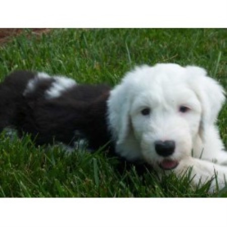 Old English Sheepdog Breeder in Vista, California