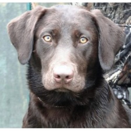 Labrador Retriever Breeder in Jackson, Ohio