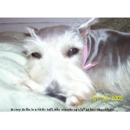 Mini schnauzer breeders in oklahoma