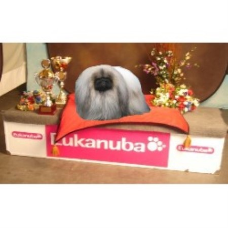 Pekingese Breeder in Sandy, Oregon