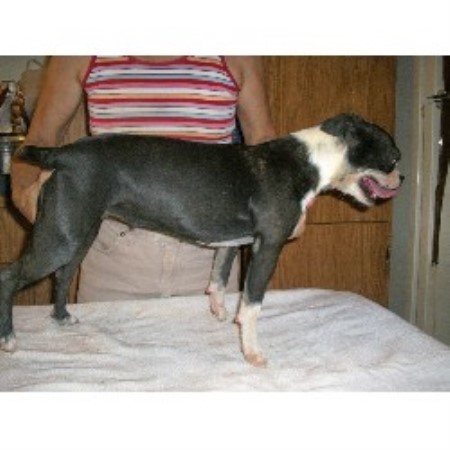 Boston Terrier Breeder in Irvington, Kentucky