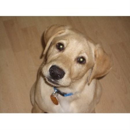 Labrador Retriever Breeder in Midale, Saskatchewan