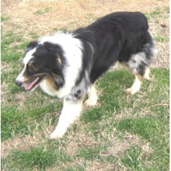Australian Shepherd Dog Stud in Texas